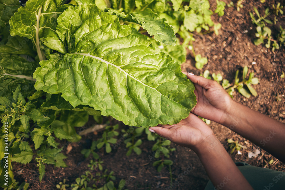 Leaf, agriculture and farm with hands of person for environment, sustainability and nature. Soil, pl