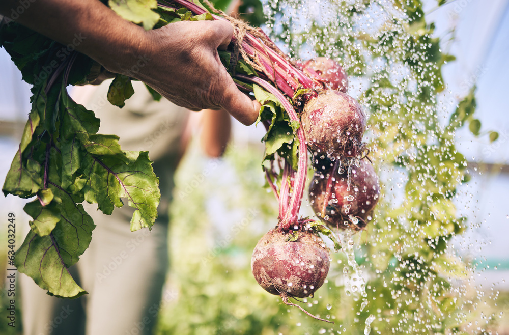 Hand, vegetables and radish, water drops with farming and sustainability, harvest and agro business.