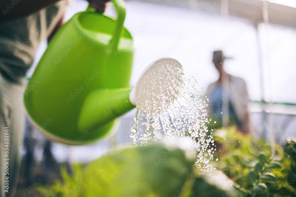 Water plants, drops and agriculture with sustainability and health, greenhouse and wellness with agr