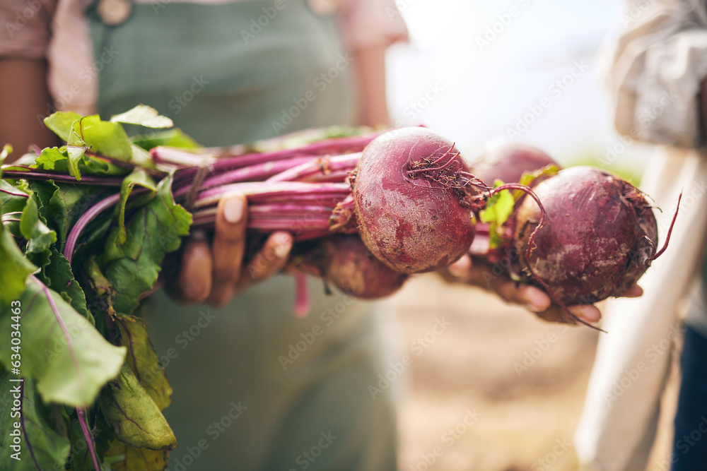 Radish, vegetables and farming, sustainability and closeup with harvest and agro business. Food, agr