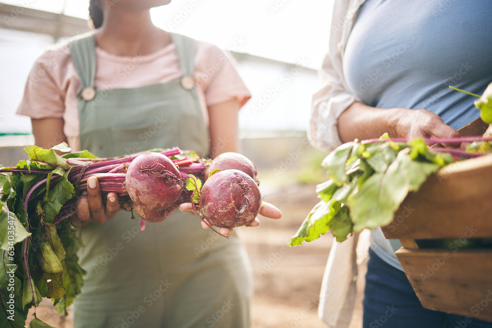 Women, hands and beetroot harvest with box, leaves or team at agro job, product or food supply chain