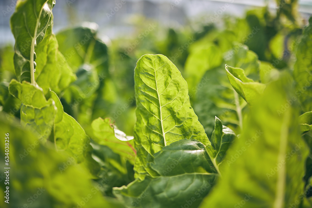 Spinach closeup, vegetable and leaves, agriculture and green harvest, sustainable and agro business.