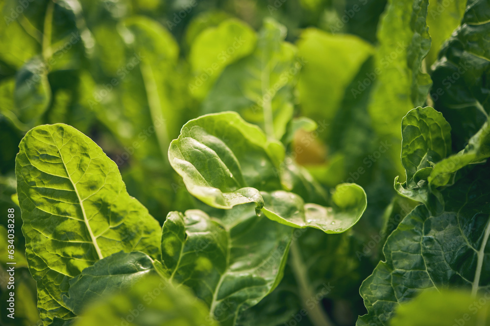 Spinach, vegetable and leaves, agriculture and green harvest, sustainable and agro business. Closeup