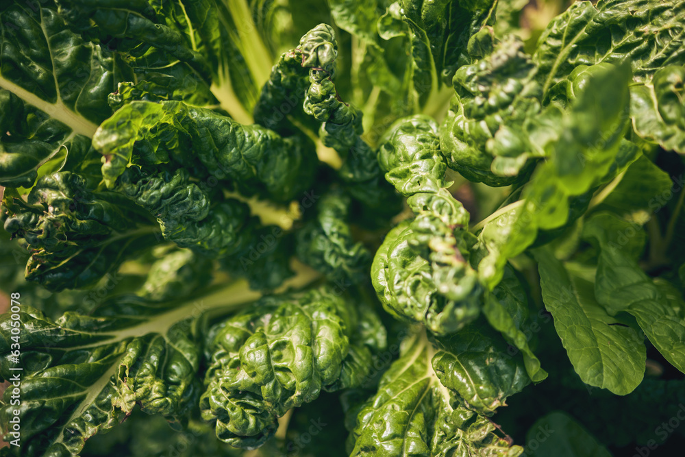 Spinach, vegetable and leaves, agriculture and sustainability with green harvest and agro. Closeup, 