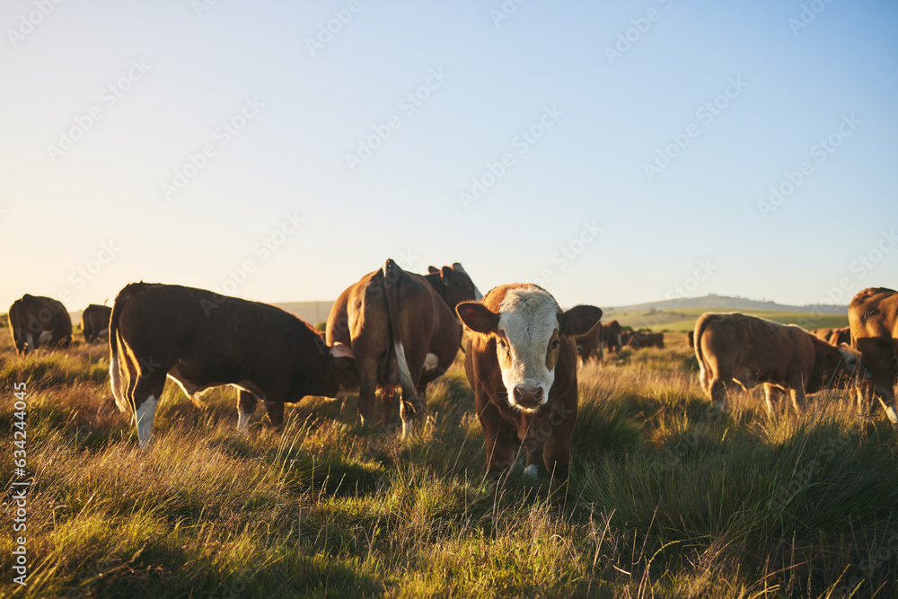 Cows, portrait and farm for dairy agriculture, meat and beef industry in countryside field, land and