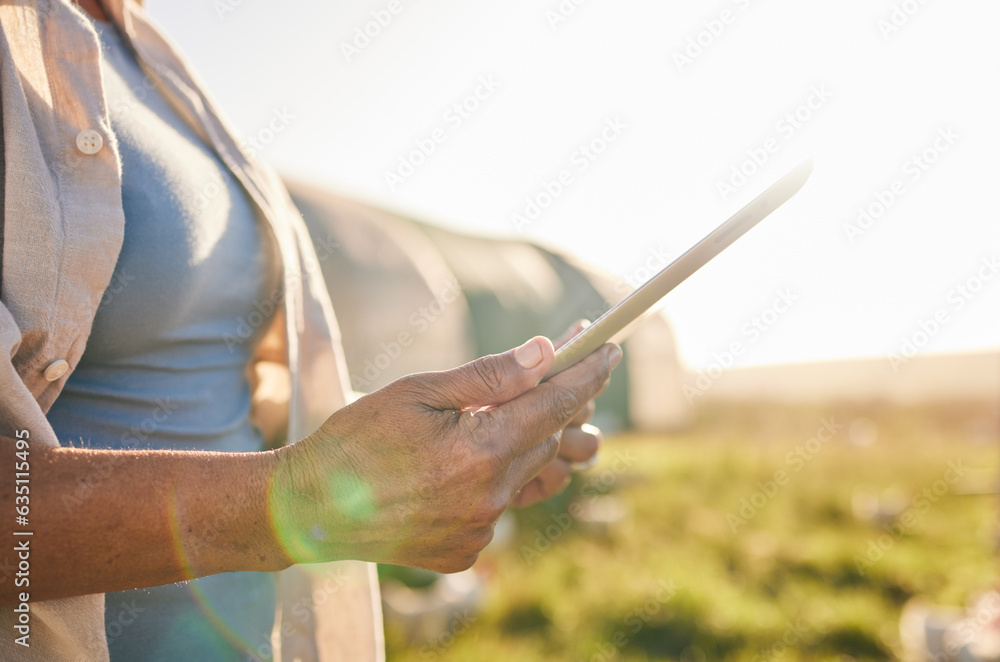 Farm, chicken and person on tablet in field, countryside and nature for internet, research and growt