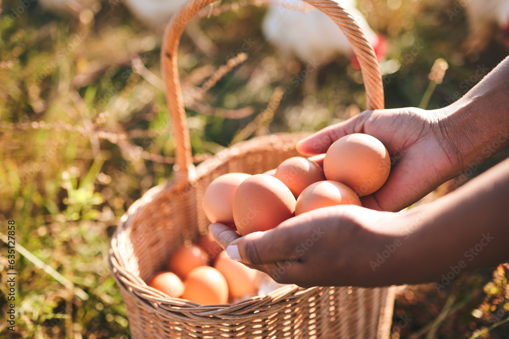 Farming, hands and eggs in basket, closeup or chicken flock in field, organic product or sustainable