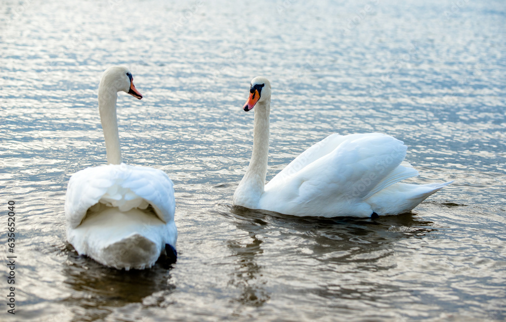 Swans swim in the lake 