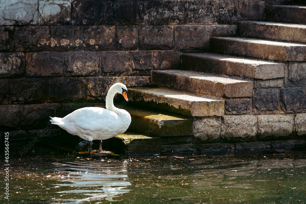 White swan on the old stone steps of the pier