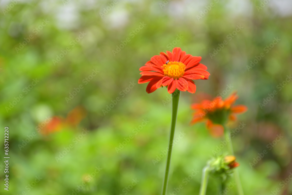 Beautiful orange zinnia blooms in the garden, Bangkok, Thailand