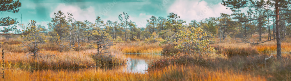 Bright Dramatic Sky Above Wetland. Panoramic View On Natural Swamp. Nature Reserve At Autumn Sunny D