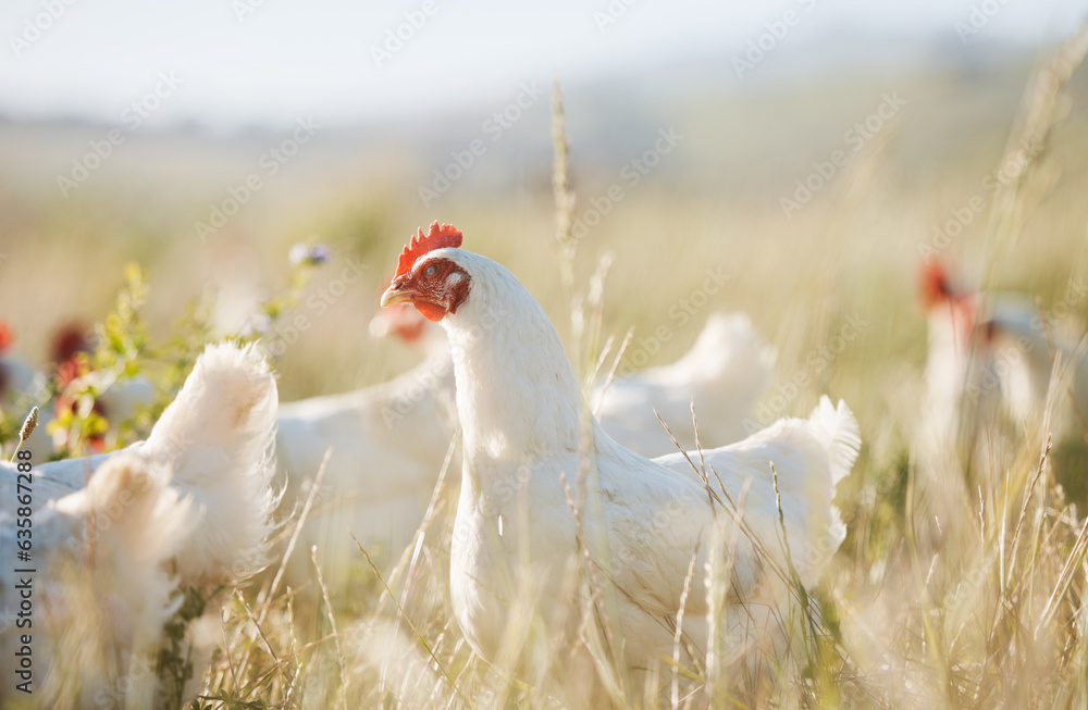 Agriculture, sustainability and food with chicken on farm for nature, eggs production and livestock.