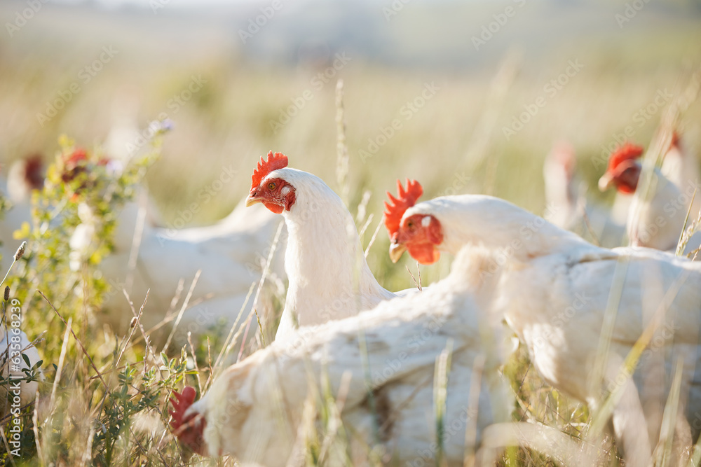 Agriculture, nature and food with chicken on farm for sustainability, eggs production and livestock.