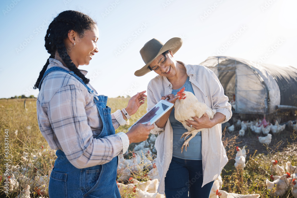 Teamwork, tablet or people farming chicken on field or agriculture for natural sustainability resear