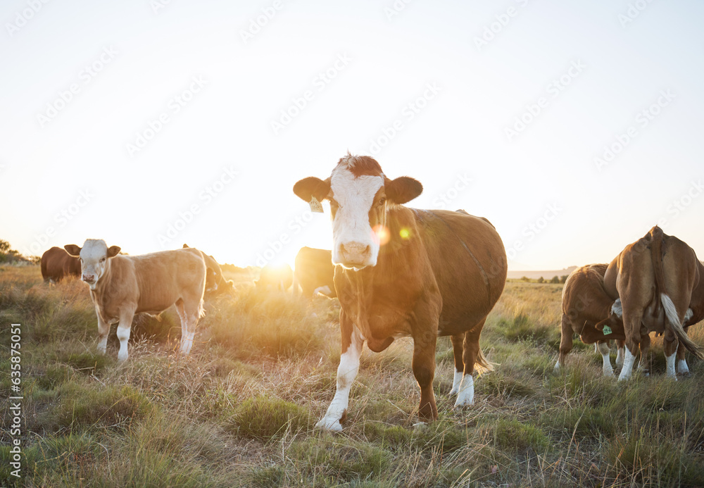 Sustainability, livestock and cattle on a farm in the countryside for eco friendly environment. Agri