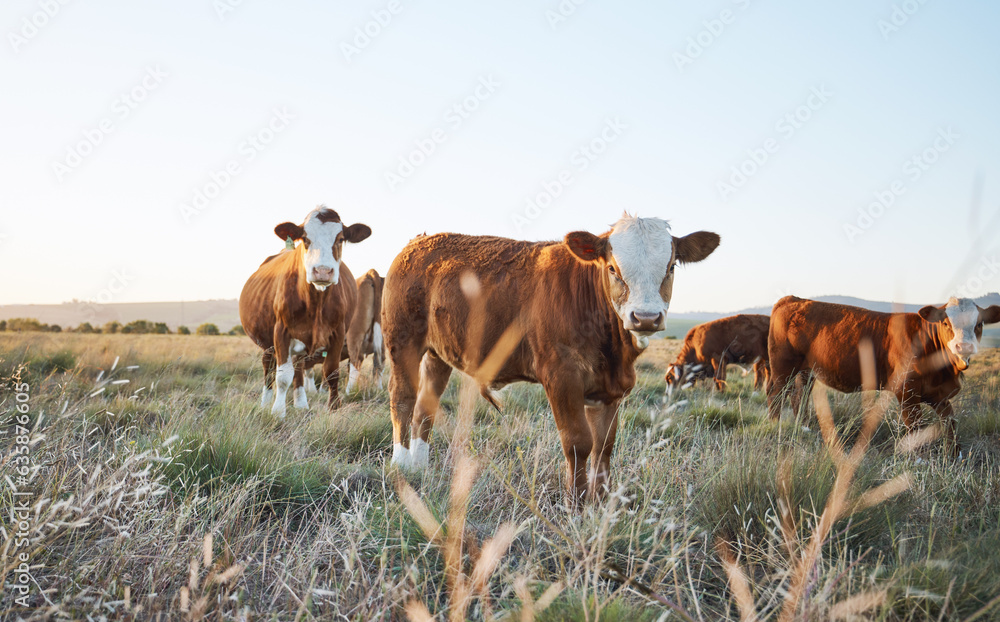 Agriculture, nature and cows on a farm in countryside for eco friendly sustainable environment. Live