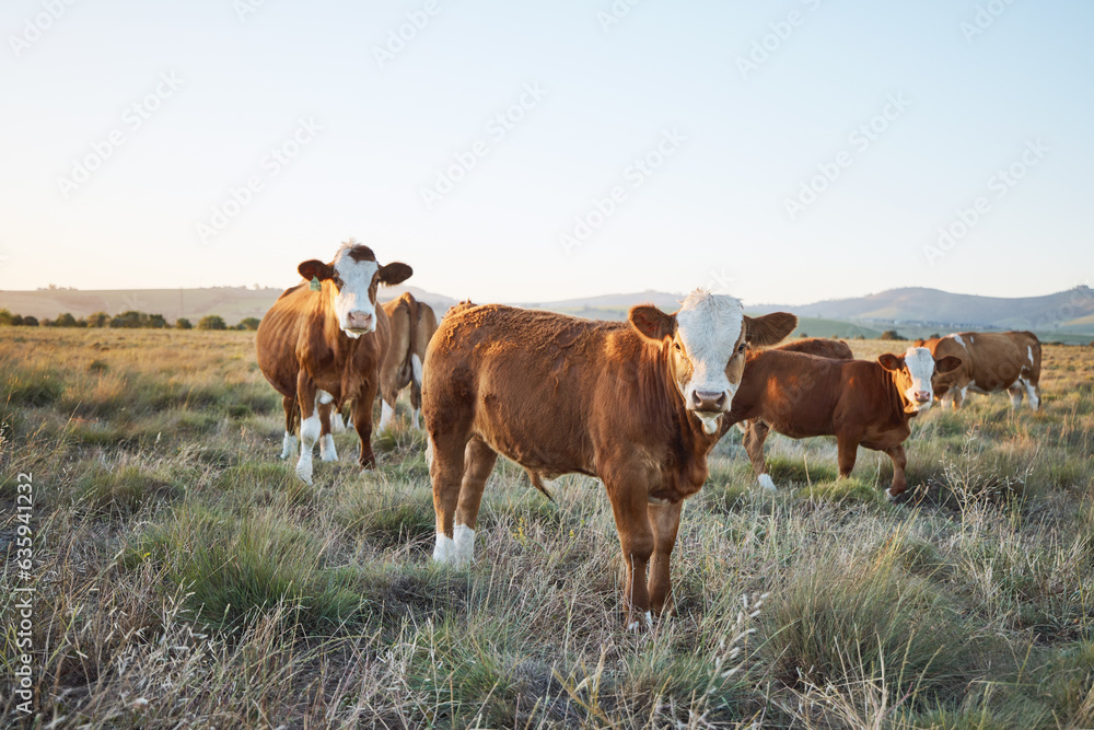 Sustainable, live stock and cows on a farm in the countryside for eco friendly environment. Agricult