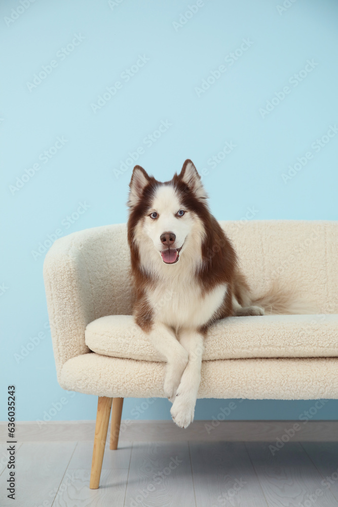 Cute Husky dog lying on sofa in living room