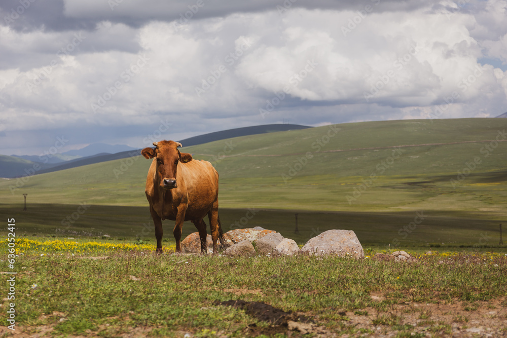 Single brown cow looking to the camera in grasslands of Javakheti Plateau on Tskhratskaro Pass, Cauc