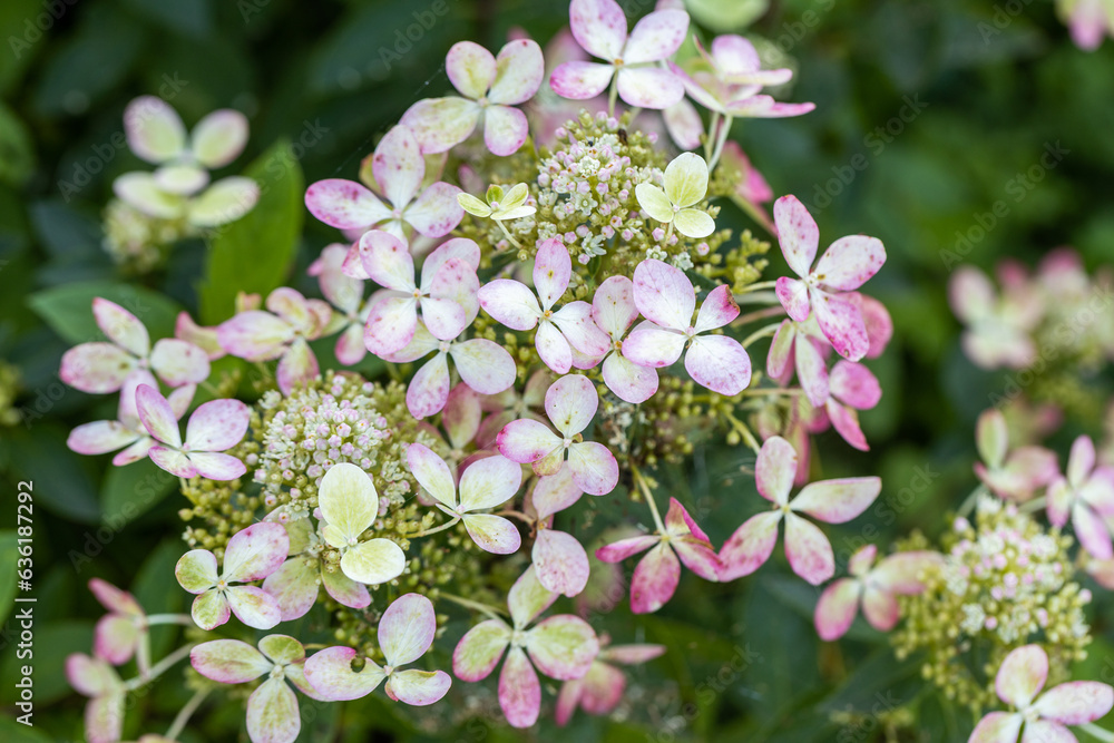 Huge petals of the delicate green color of the flowers of the paniculate hydrangea of the Pastel Gre