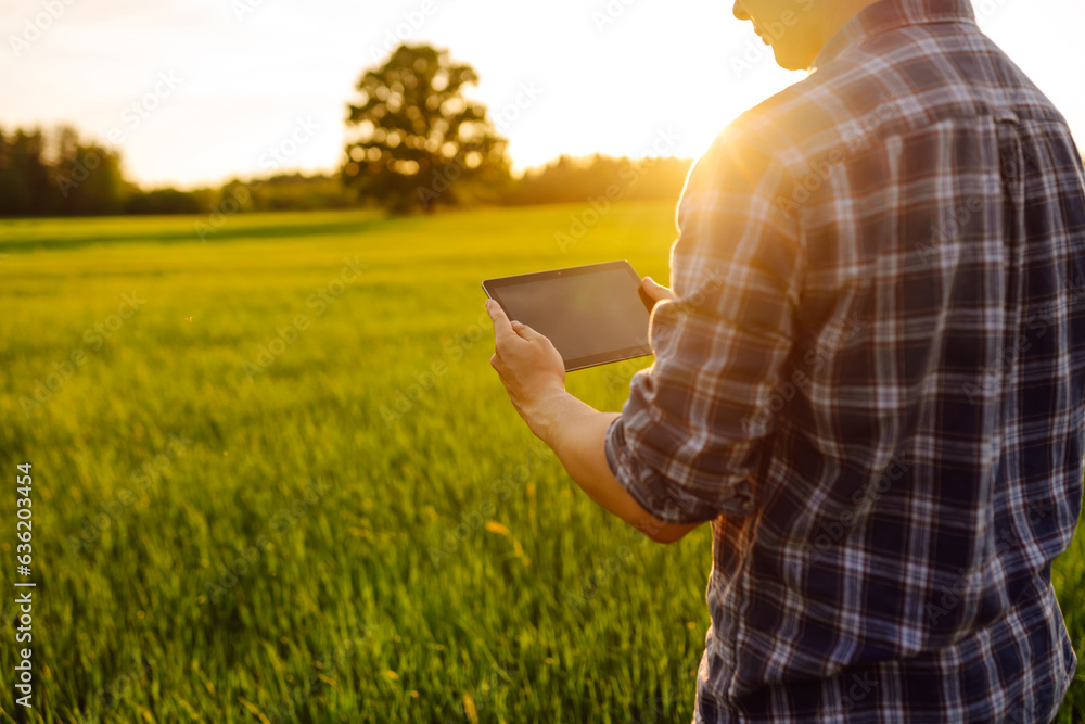 Young farm owner on a green wheat field in his hands with a digital tablet. A farmer checks the harv