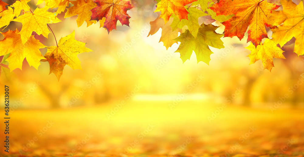 Autumn background with border of orange, gold and red maple leaves on nature park on background of s