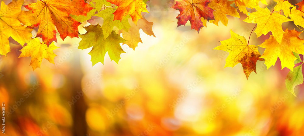 Autumn background with border of orange, gold and red maple leaves on nature park on background of s