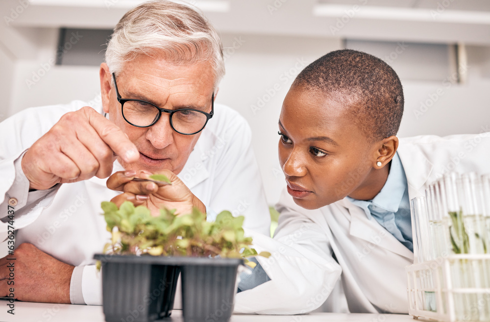 Research, man or black woman with plants, growth or collaboration with scientific experiment, sustai