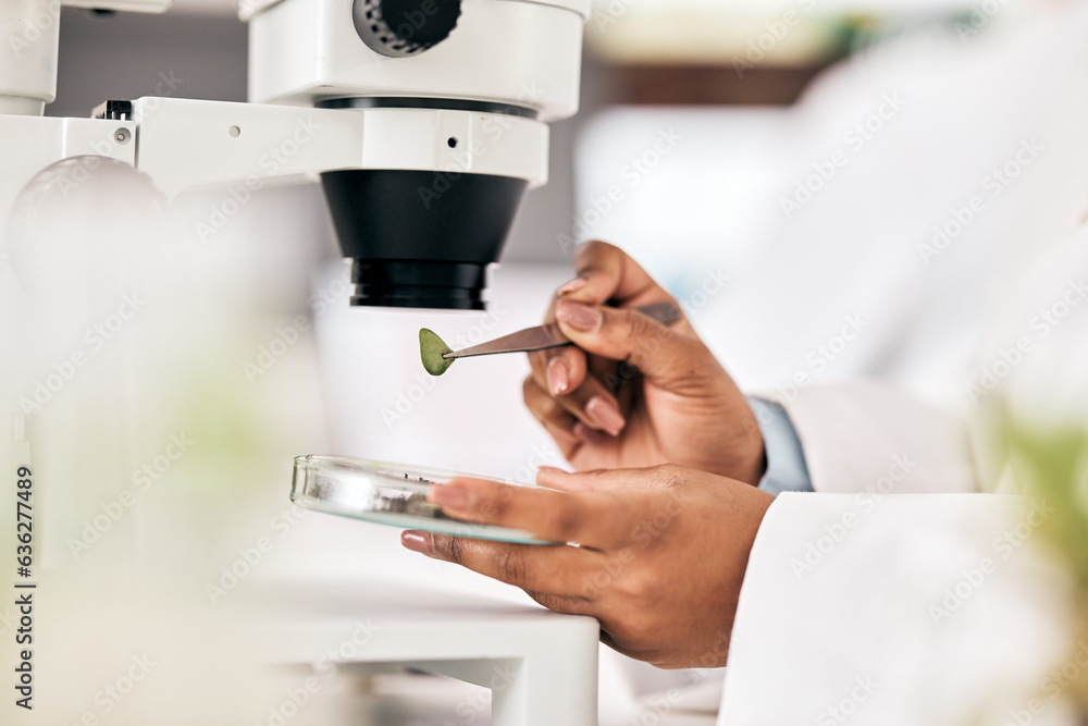 Scientist, hands and test leaf with microscope for research in biotechnology, plants and petri dish 