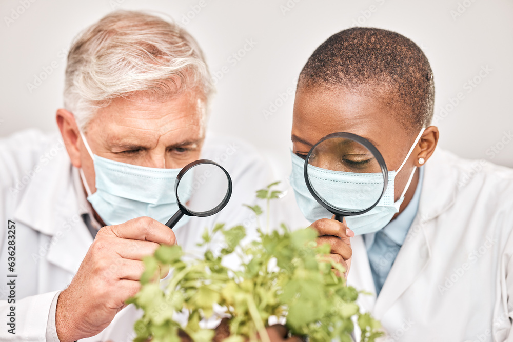 Plants, research or scientists with magnifying glass for growth or experiment in a laboratory. Leaf 