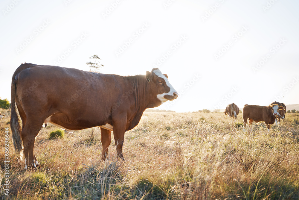 Countryside, rural and cow on a farm for sustainability, agriculture and farming in the morning. Sum