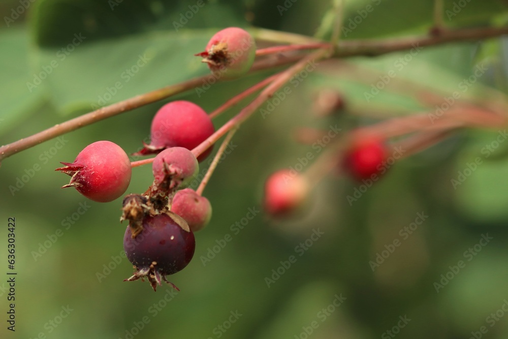 Red berries of Irga round-leaved, Amelanchier ovalis medik,  on a plant branch