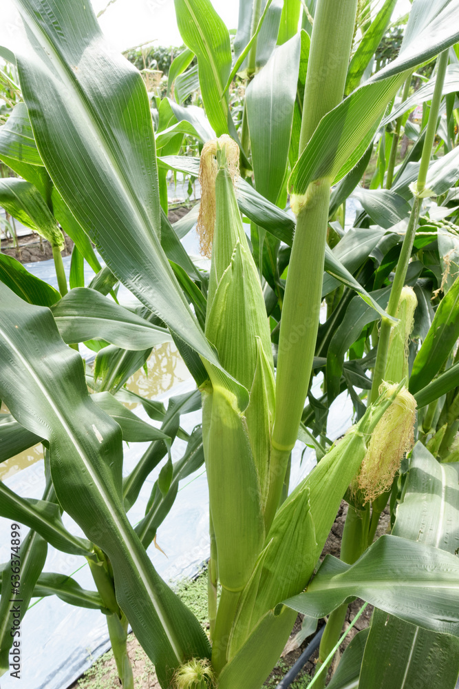  Fresh corn cob in a corn plantation.