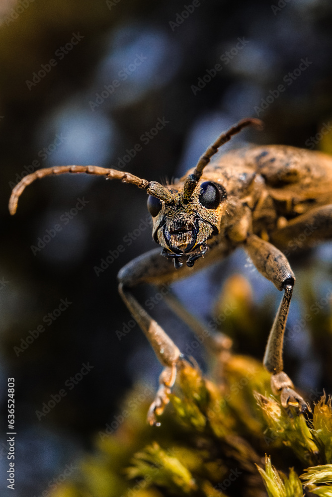 Closeup of a beetle, macroscopic image of an insect