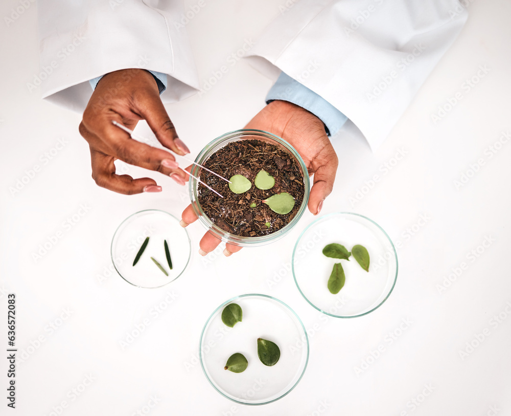 Tweezer, plants and scientist hands with petri dish and agriculture study for food security. Eco res