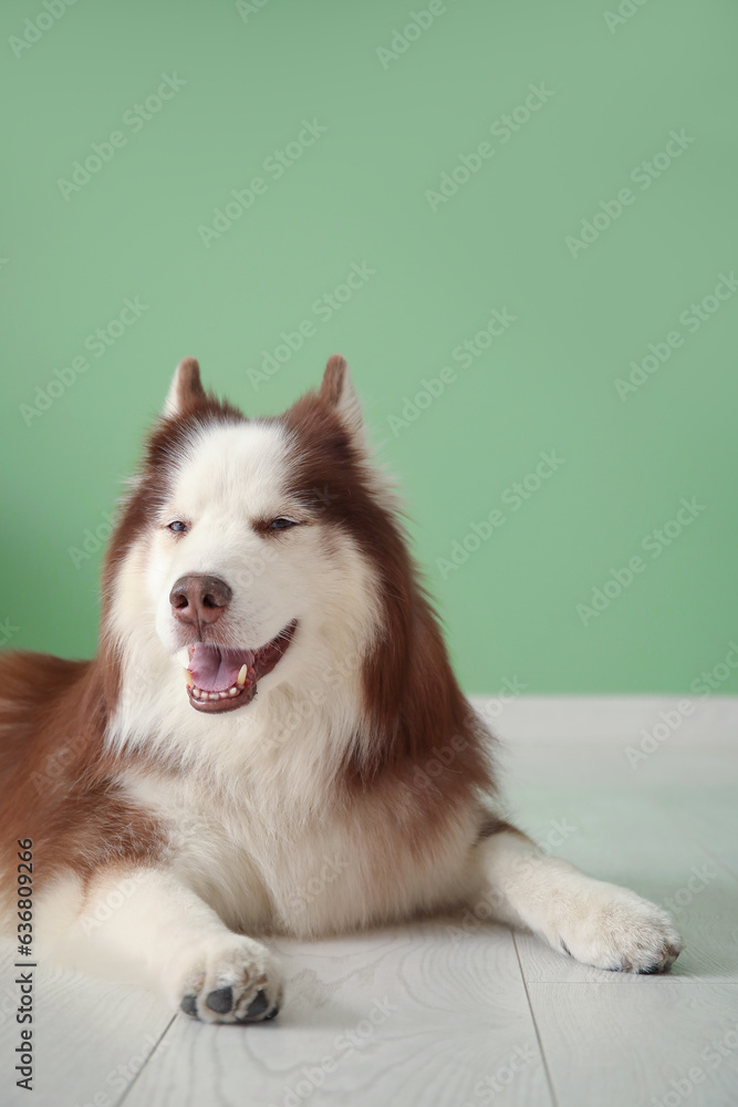 Cute Husky dog lying in floor in room