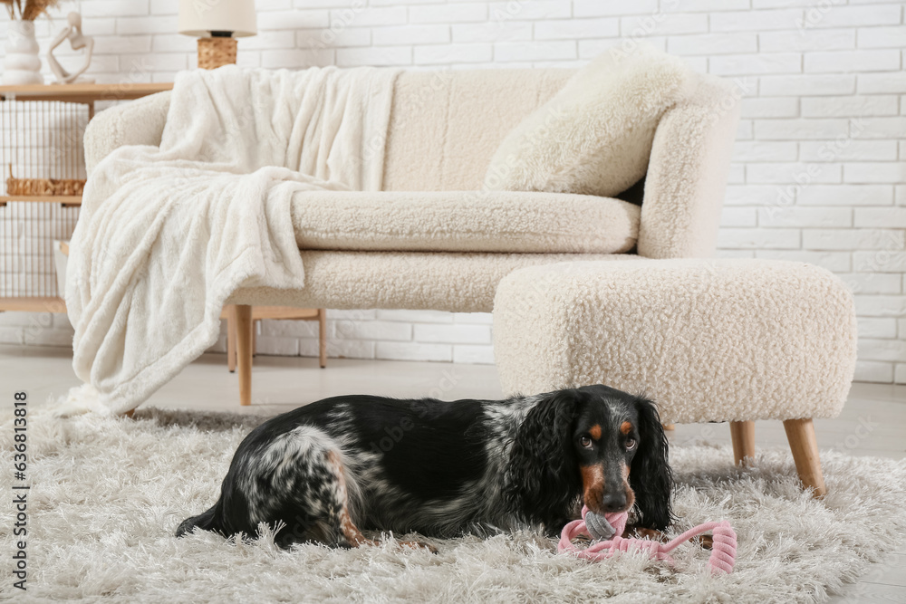 Cute cocker spaniel with toy lying on fluffy carpet in living room