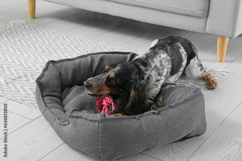 Cute cocker spaniel with toy on pet bed in living room