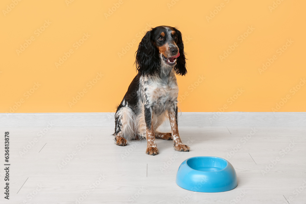 Cute cocker spaniel with feeding bowl near yellow wall