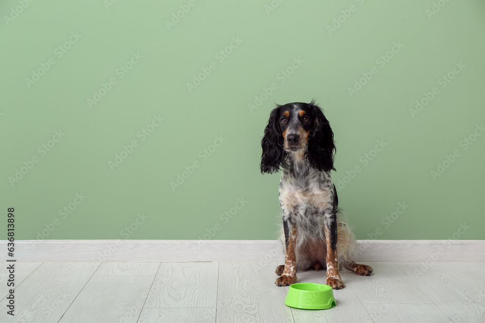 Cute cocker spaniel with feeding bowl near green wall