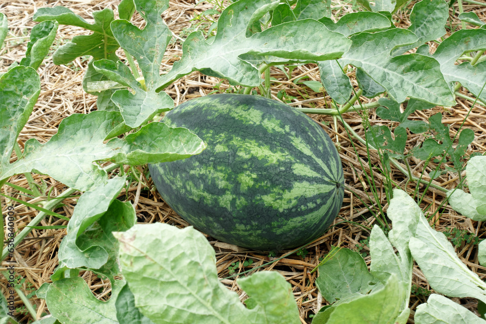 Fresh watermelon growing on plantation