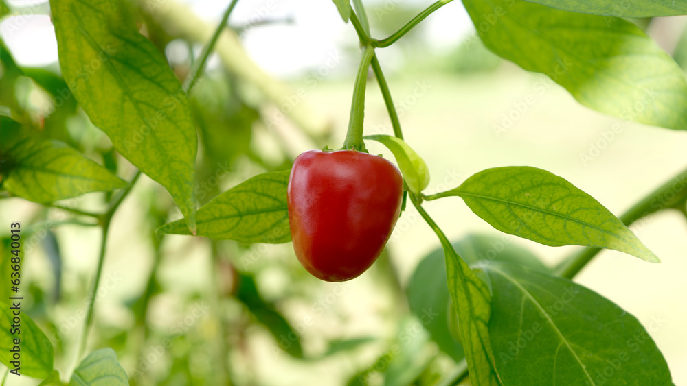 Capsicum annuum pepper or red cherry hot pepper hanging on branch