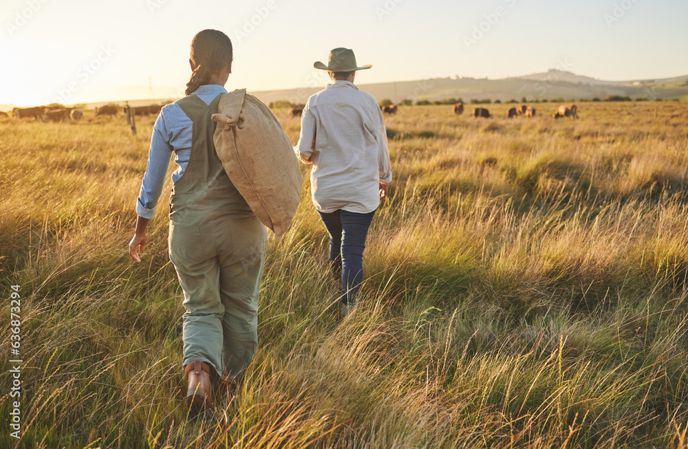 Cow farm, woman walking and back outdoor with management and farmer in field. Agriculture, sustainab