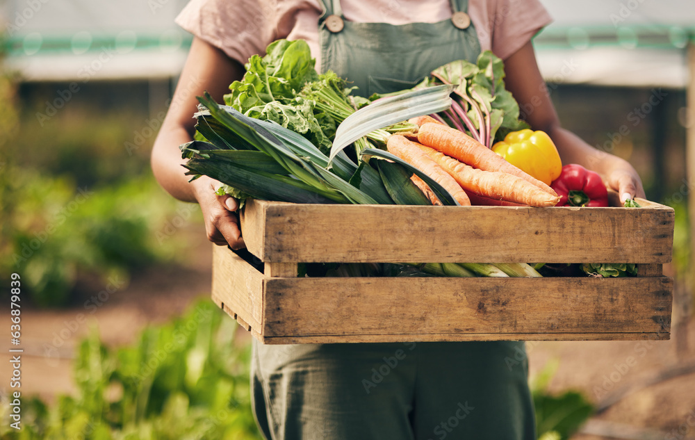 Farmer hands, box and vegetables in greenhouse for agriculture, supply chain business and product in