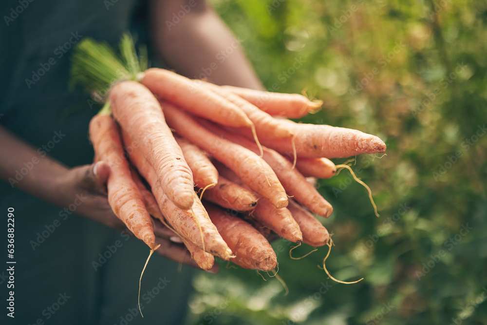 Farmer, person hands and carrots in agriculture, farming and sustainability with grocery supply chai