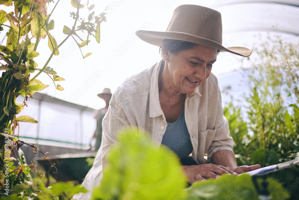 Senior woman, agriculture and greenhouse with checklist, inspection of harvest and vegetable farming