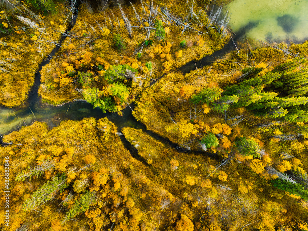 A drone view of the river in the woods. An aerial view of an autumn forest. Winding river among the 