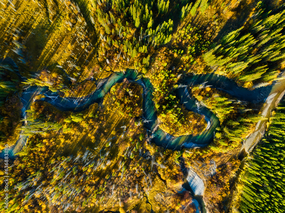 A drone view of the river in the woods. An aerial view of an autumn forest. Winding river among the 