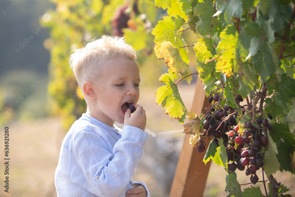 Smiling happy kid eating ripe grapes on grapevine background. Child with harvest. Kid portrait on vi