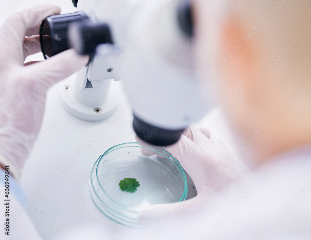 Leaf in petri dish, microscope and scientist with analysis, liquid solution and environment science 